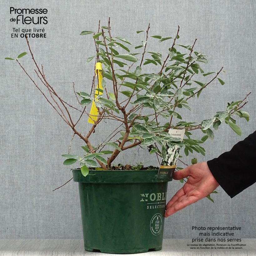Ejemplar de Exochorda racemosa Niagara Maceta 7,5L/10L entregado en otoño