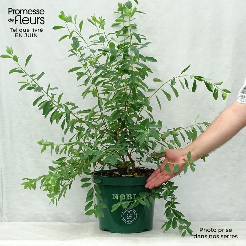 Ejemplar de Exochorda racemosa Niagara en pot de 10L entregado en verano