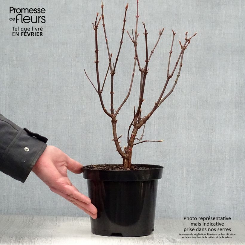 Exochorda serratifolia Snow White Maceta 2L/3L Ejemplar entregado en invierno