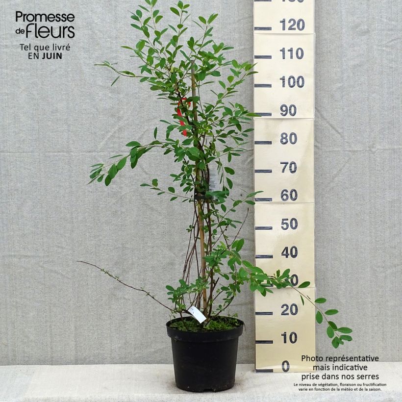 Ejemplar de Exochorda macrantha The Bride Maceta 12L/15LAltura de entrega aprox. 100/120cm entregado en verano
