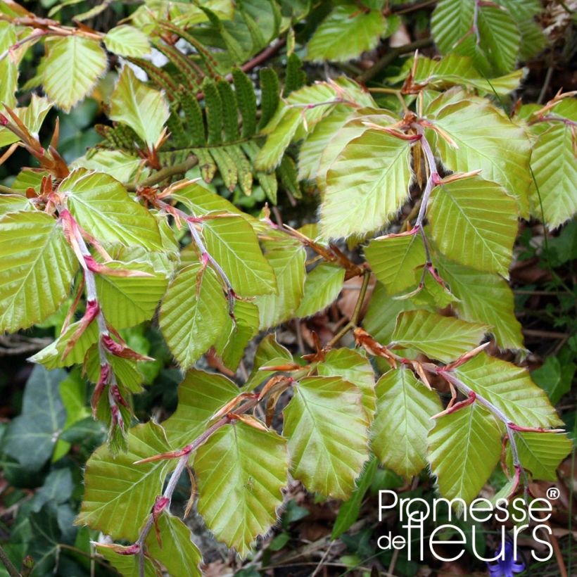 Fagus sylvatica - Haya común (Follaje)
