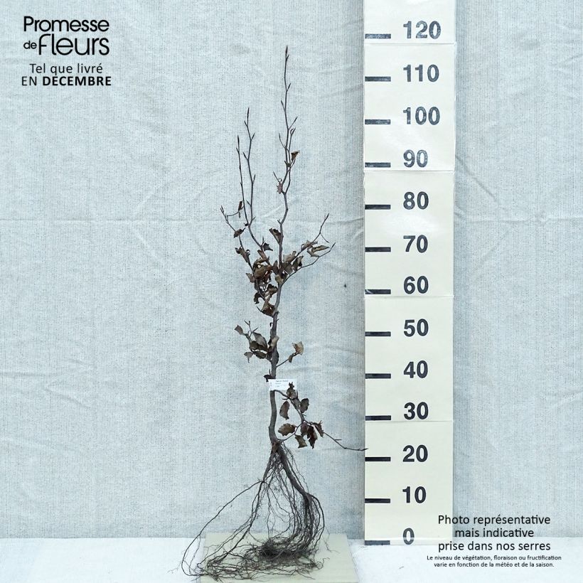 Fagus sylvatica Atropurpurea - Haya roja Raíces desnudas Ejemplar entregado en invierno