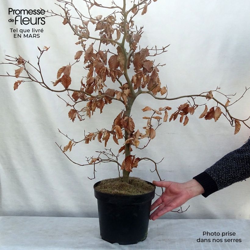 Fagus sylvatica Atropurpurea - Haya roja Maceta 4L/5L Ejemplar entregado en la primavera