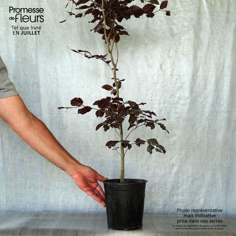 Ejemplar de Fagus sylvatica Atropurpurea - Haya roja Maceta 2L/3L entregado en verano