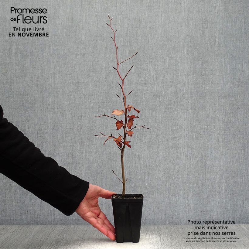 Ejemplar de Fagus sylvatica Atropurpurea - Haya roja Maceta de 8/9 cm entregado en otoño