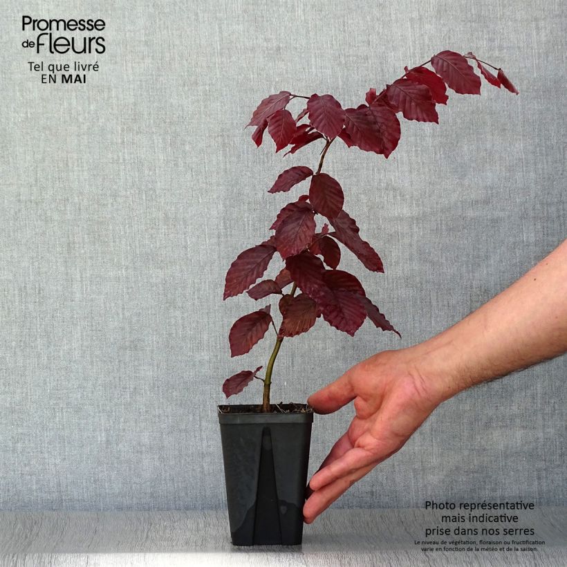 Fagus sylvatica Atropurpurea - Haya roja Maceta de 8/9 cm Ejemplar entregado en la primavera