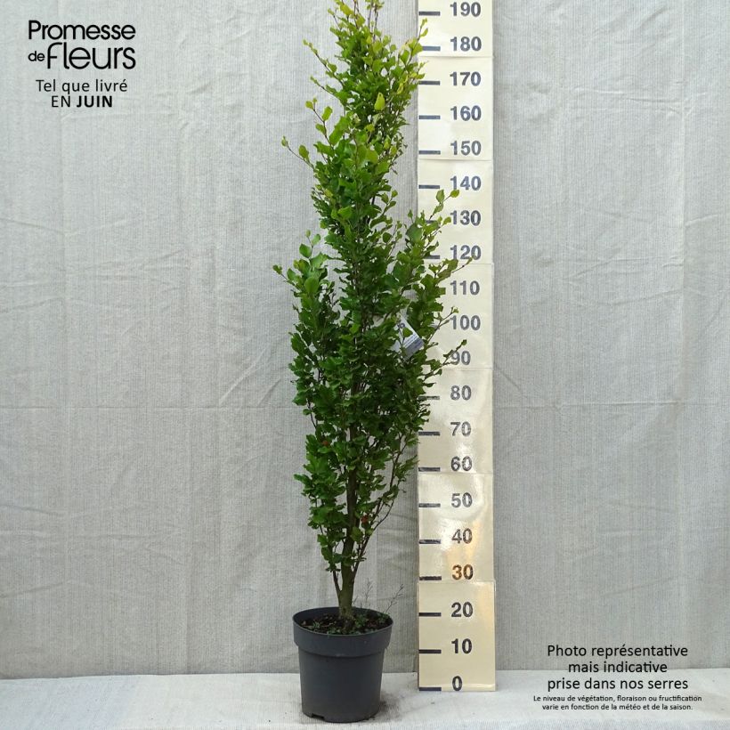 Haya común Callista - Fagus sylvatica Maceta 7,5L/10LAltura de entrega aprox. 125/150cm Ejemplar entregado en la primavera