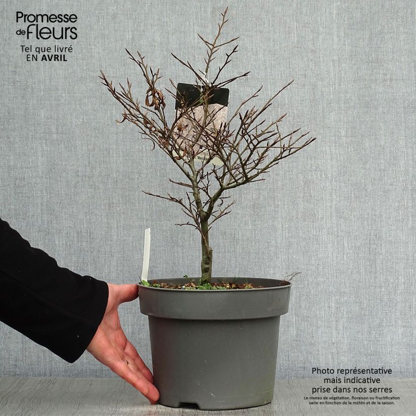 Haya común Mercedes - Fagus sylvatica Maceta 4L/5LAltura de entrega aprox. 30/40cm Ejemplar entregado en la primavera