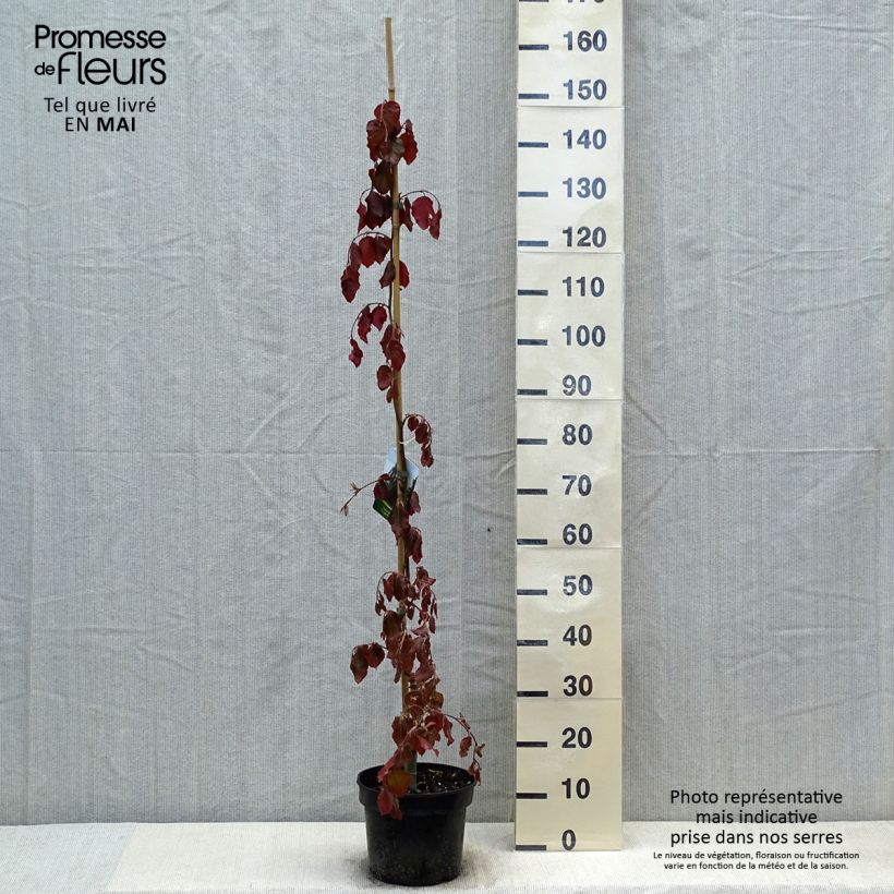 Haya común Purple Fountain - Fagus sylvatica Maceta 4L/5LAltura de entrega aprox. 60/80cm Ejemplar entregado en la primavera