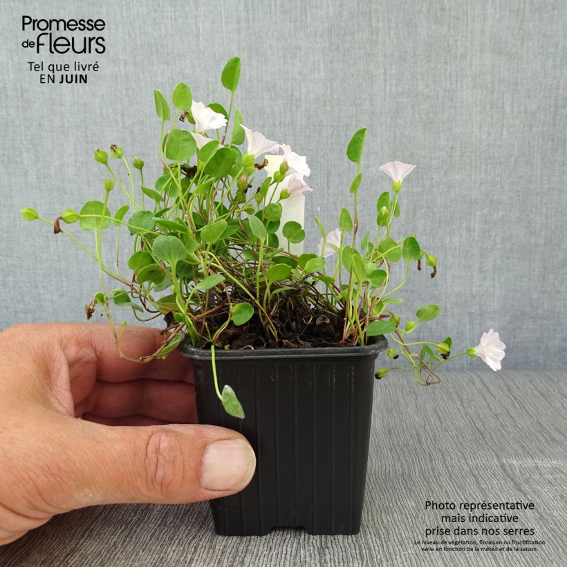Ejemplar de Falkia repens - Petites oreilles Godet de 8/9 cm entregado en verano