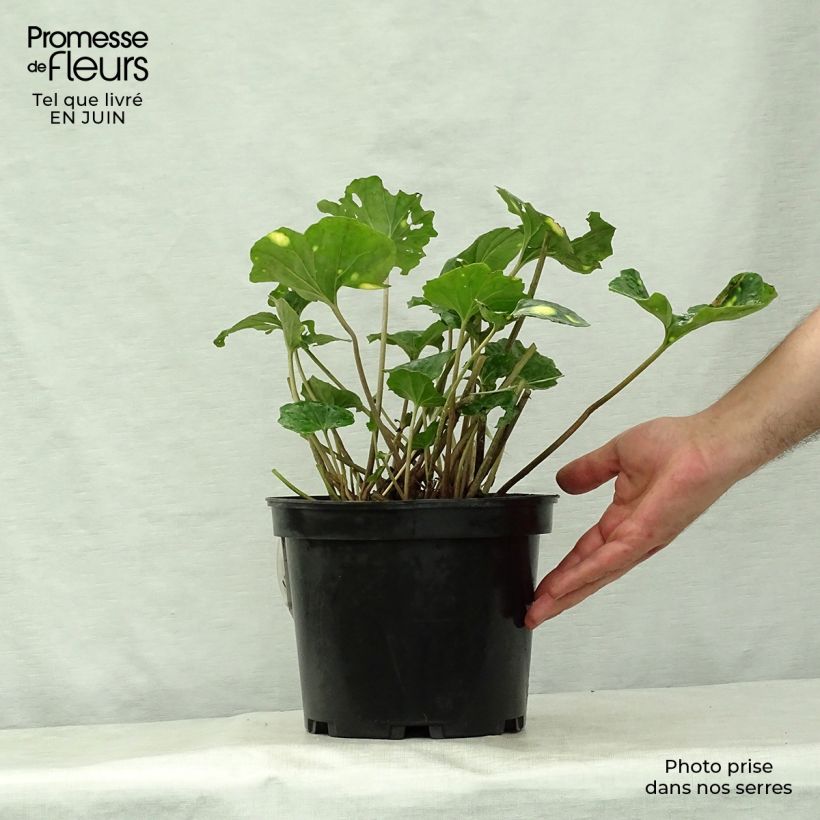 Ejemplar de Farfugium japonicum Aureomaculatum - Boina de vasco Maceta 3L/4L entregado en verano