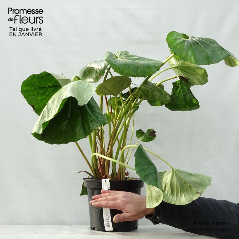 Farfugium japonicum Crispata - Boina de vasco Maceta 4L/5L Ejemplar entregado en invierno