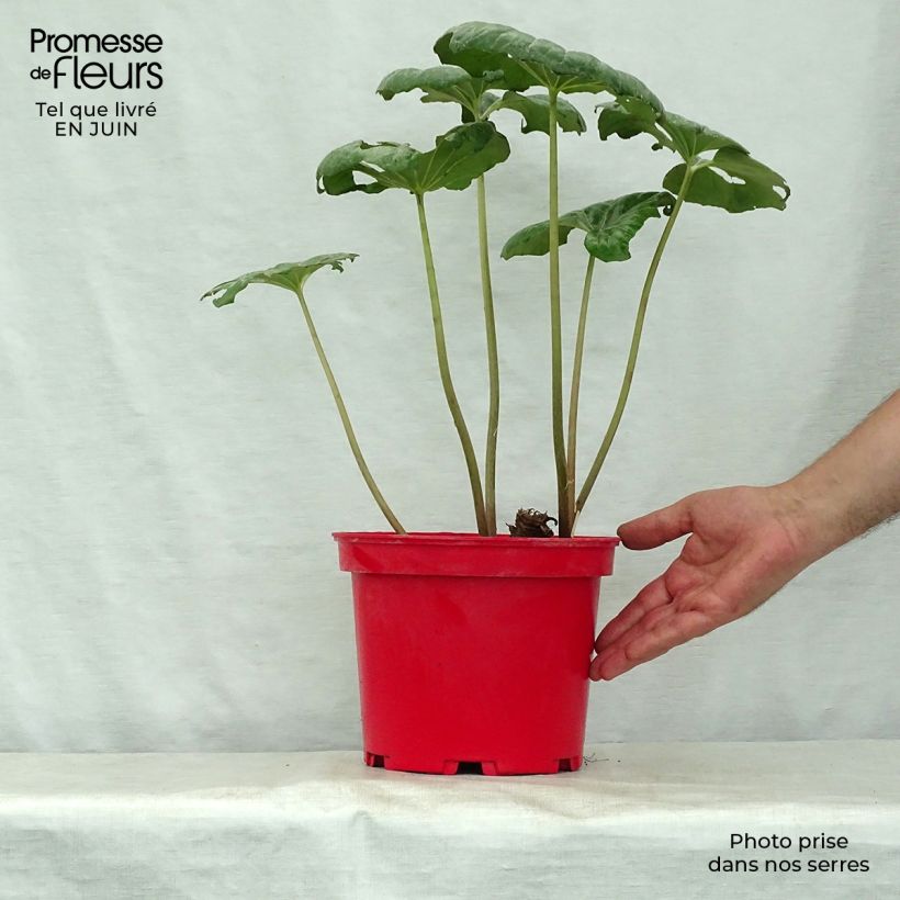 Ejemplar de Farfugium japonicum - Boina de vasco Maceta 3L/4L entregado en verano