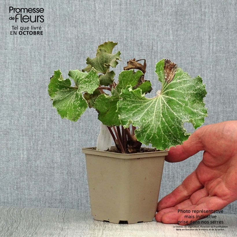 Ejemplar de Farfugium japonicum Wavy Gravy - Boina de vasco Maceta de 8/9 cm entregado en otoño