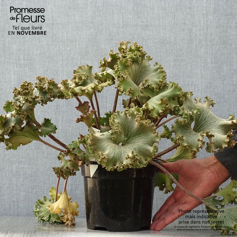 Ejemplar de Farfugium japonicum Wavy Gravy - Boina de vasco Maceta 2L/3L entregado en otoño