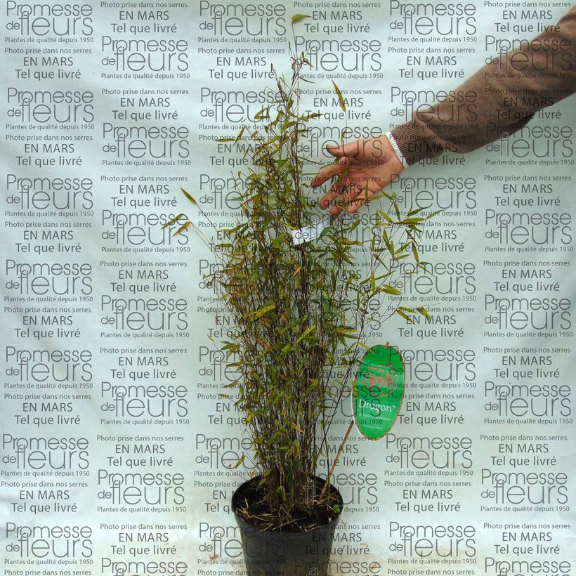 Ejemplo de ejemplar de Fargesia sp Sichuan Green Dragon - Bambú no invasivo Maceta 2L/3L tal y como se entrega