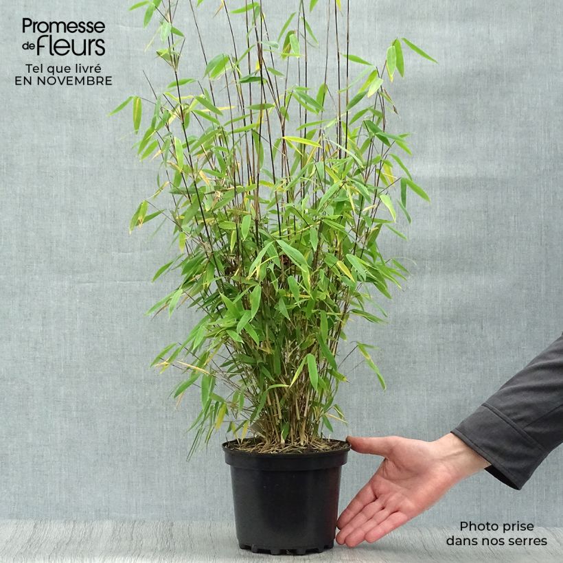 Ejemplar de Fargesia Winter Joy - Bambú no invasivo Maceta 2L/3L entregado en otoño