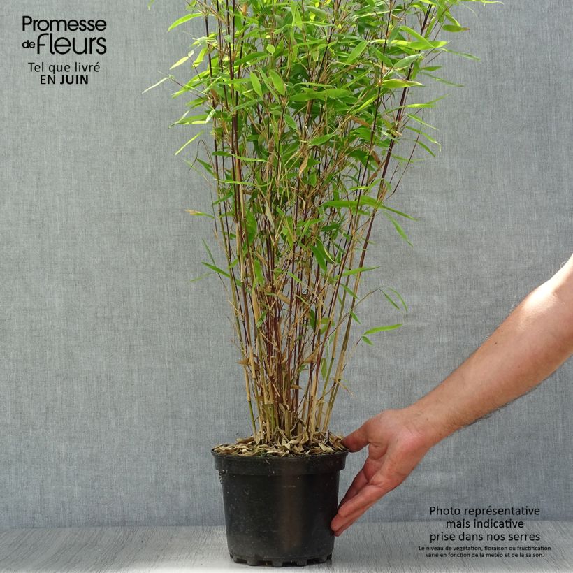 Ejemplar de Fargesia Winter Joy - Bambú no invasivo Maceta 2L/3LAltura de entrega aprox. 70/80cm entregado en verano