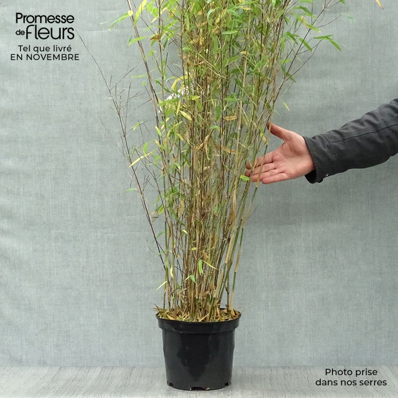 Ejemplar de Fargesia Winter Joy - Bambú no invasivo Maceta 4L/5L entregado en otoño