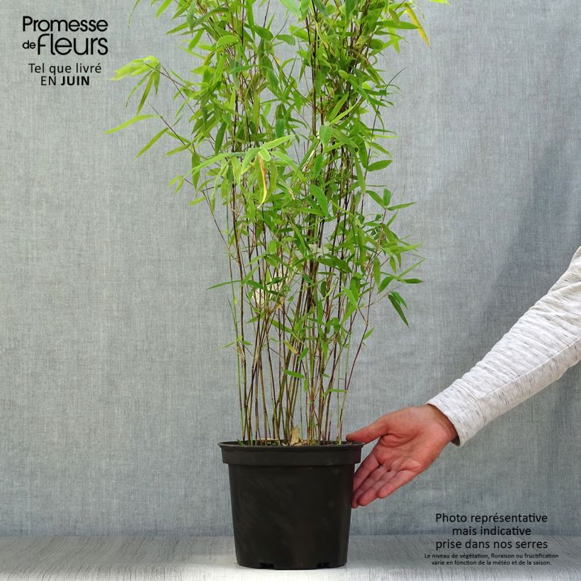 Ejemplar de Fargesia Winter Joy - Bambú no invasivo Maceta 4L/5LAltura de entrega aprox. 80/100cm entregado en verano