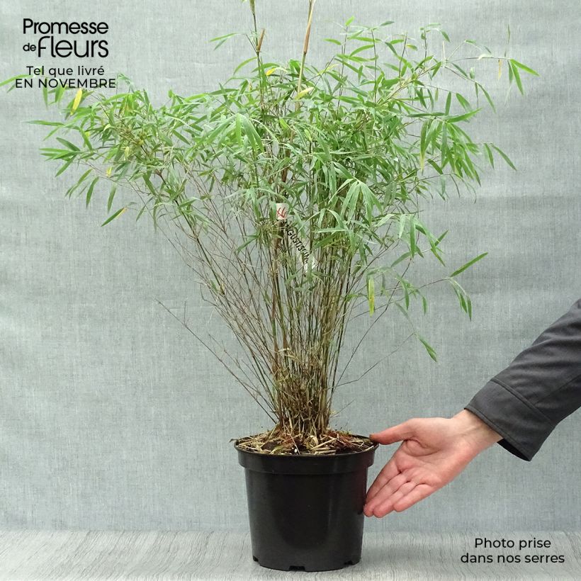 Ejemplar de Fargesia angustissima - Bambú no invasivo Maceta 4L/5L entregado en otoño