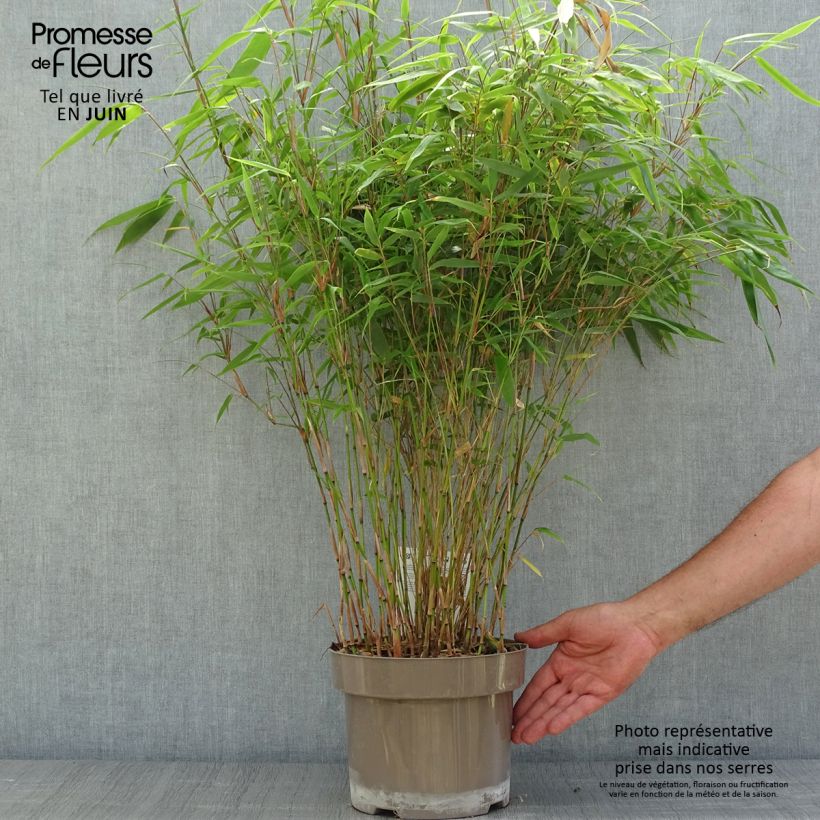 Ejemplar de Fargesia angustissima - Bambú no invasivo Maceta 4L/5LAltura de entrega aprox. 40/60cm entregado en verano