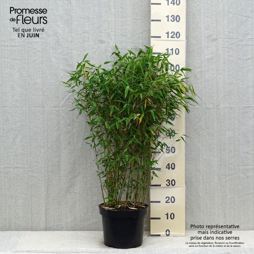 Ejemplar de Fargesia murielae Dino - Bambú no invasivo Maceta 7,5L/10LAltura de entrega aprox. 80/100cm entregado en verano