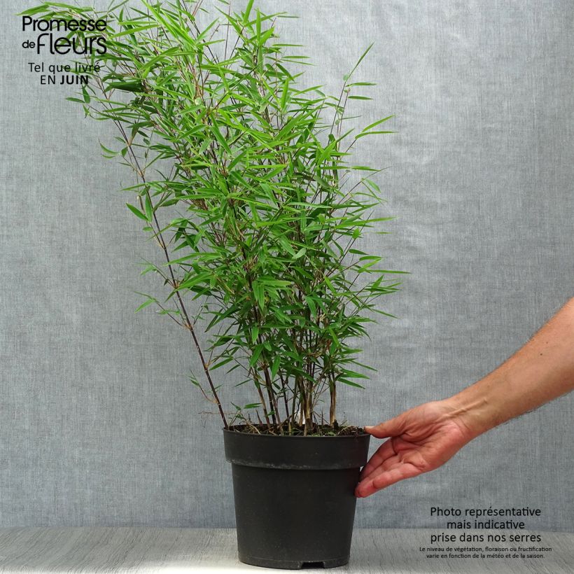Ejemplar de Fargesia nitida Black Pearl - Bambú no invasivo Maceta 4L/5LAltura de entrega aprox. 60/+cm entregado en verano