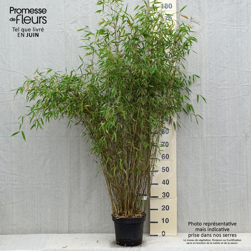 Ejemplar de Fargesia nitida Great Wall - Bambú no invasivo Maceta 7,5L/10LAltura de entrega aprox. 100/125cm entregado en verano