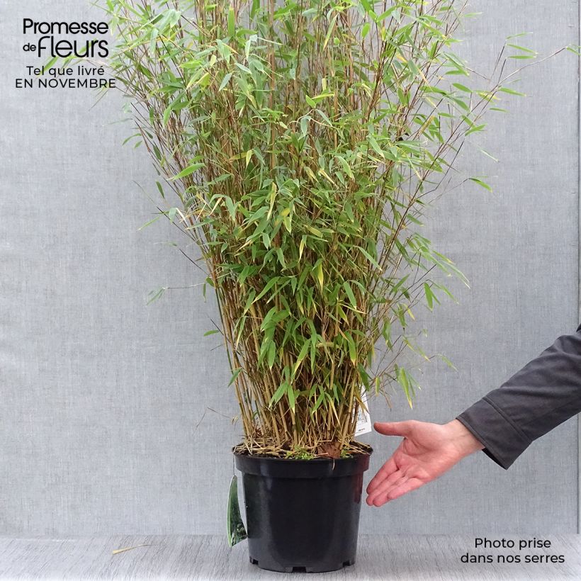 Ejemplar de Fargesia Obelisk - Bambú no invasivo Maceta 7,5L/10L entregado en otoño