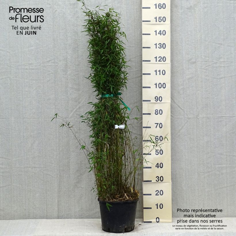 Ejemplar de Fargesia nitida Red Dragon - Bambú no invasivo Maceta 7,5L/10LAltura de entrega aprox. 80/100cm entregado en verano