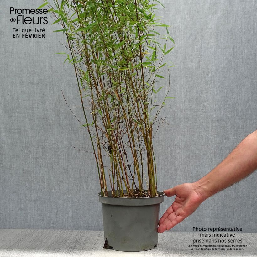 Ejemplar de Fargesia nitida Red Dragon - Bambú no invasivo Maceta 4L/5L entregado en otoño