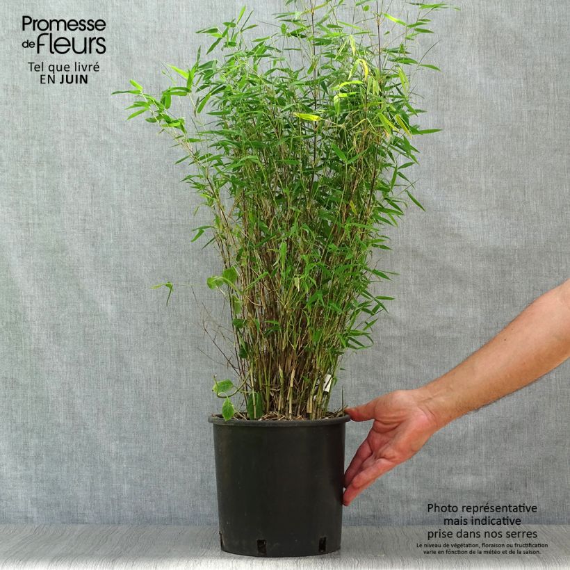 Ejemplar de Fargesia nitida Red Dragon - Bambú no invasivo Maceta 4L/5LAltura de entrega aprox. 40/60cm entregado en verano