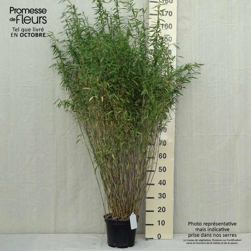 Ejemplar de Fargesia nitida Volcano - Bambú no invasivo Maceta 7,5L/10L entregado en otoño