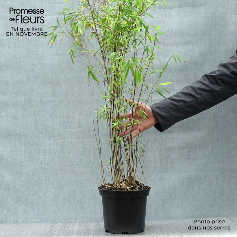 Ejemplar de Fargesia nitida Volcano - Bambú no invasivo Maceta 4L/5L entregado en otoño