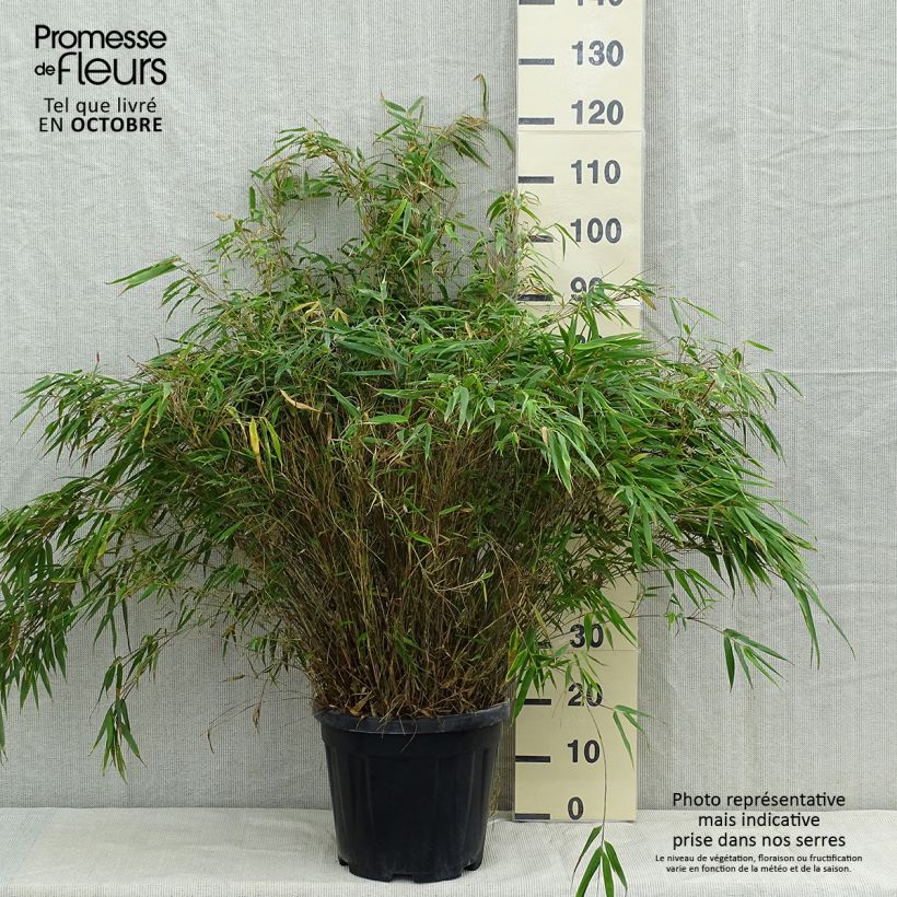 Ejemplar de Fargesia robusta - Bambú no invasivo Maceta 18L/20L entregado en otoño