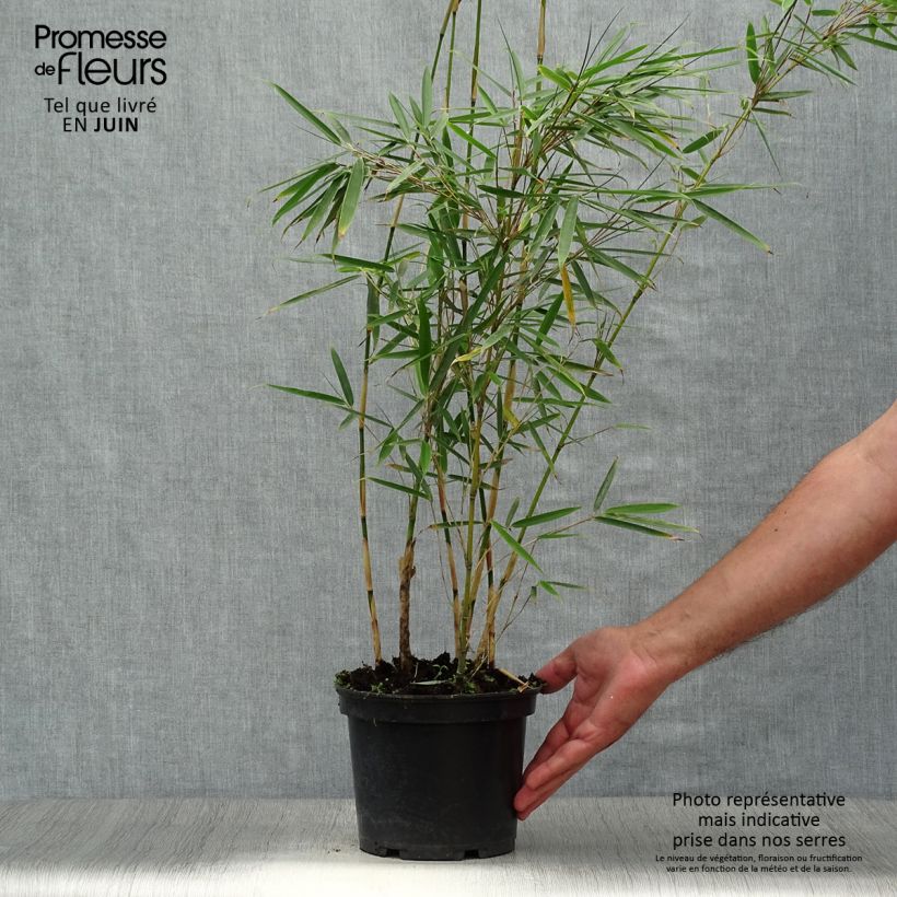 Ejemplar de Fargesia robusta - Bambú no invasivo Maceta 2L/3LAltura de entrega aprox. 50/60cm entregado en verano