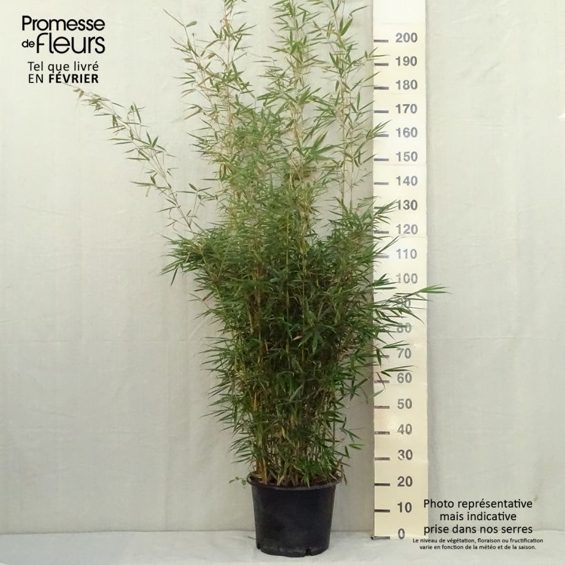 Ejemplar de Fargesia robusta Formidable - Bambú no invasivo Maceta 4L/5L entregado en otoño