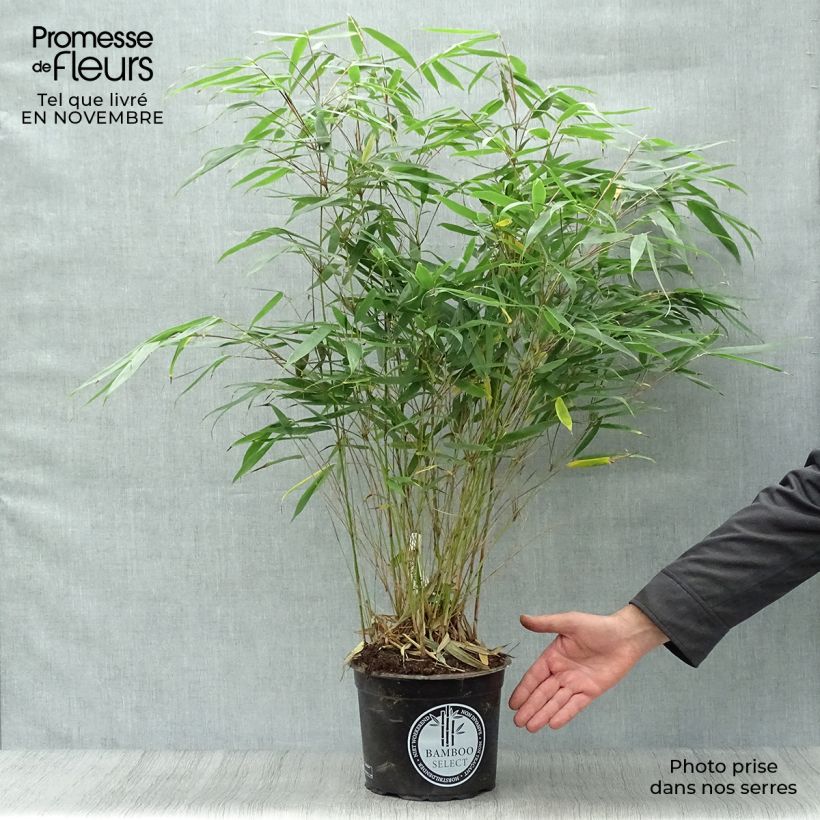 Ejemplar de Fargesia robusta Pingwu - Bambú no invasivo Maceta 4L/5L entregado en otoño