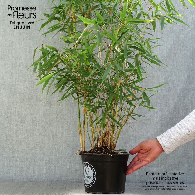 Ejemplar de Fargesia robusta Pingwu - Bambú no invasivo Maceta 4L/5LAltura de entrega aprox. 60/80cm entregado en verano