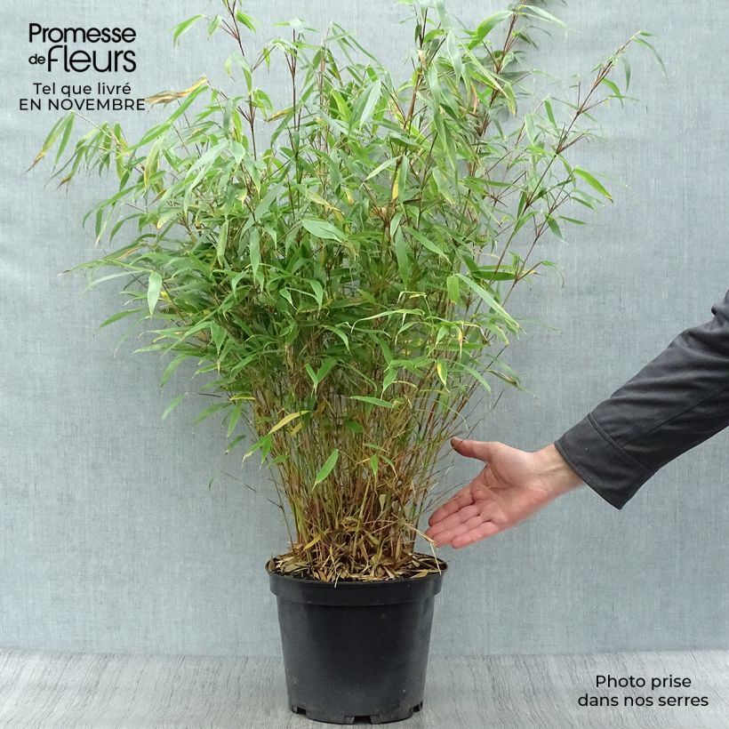Ejemplar de Fargesia robusta Pingwu - Bambú no invasivo Maceta 7,5L/10L entregado en otoño
