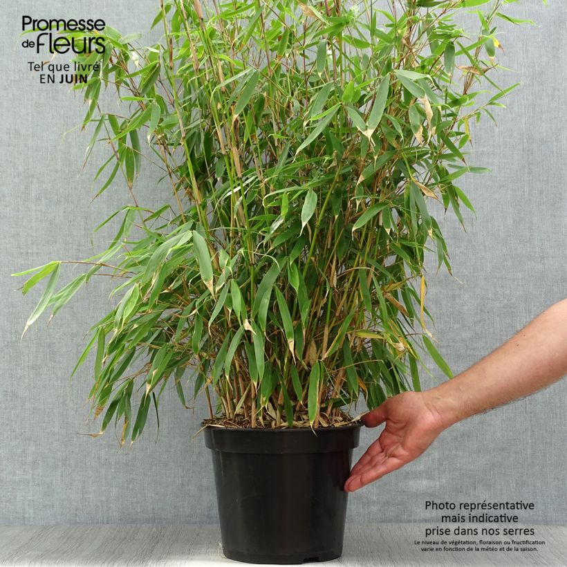 Ejemplar de Fargesia robusta Pingwu - Bambú no invasivo Maceta 7,5L/10LAltura de entrega aprox. 80/100cm entregado en verano