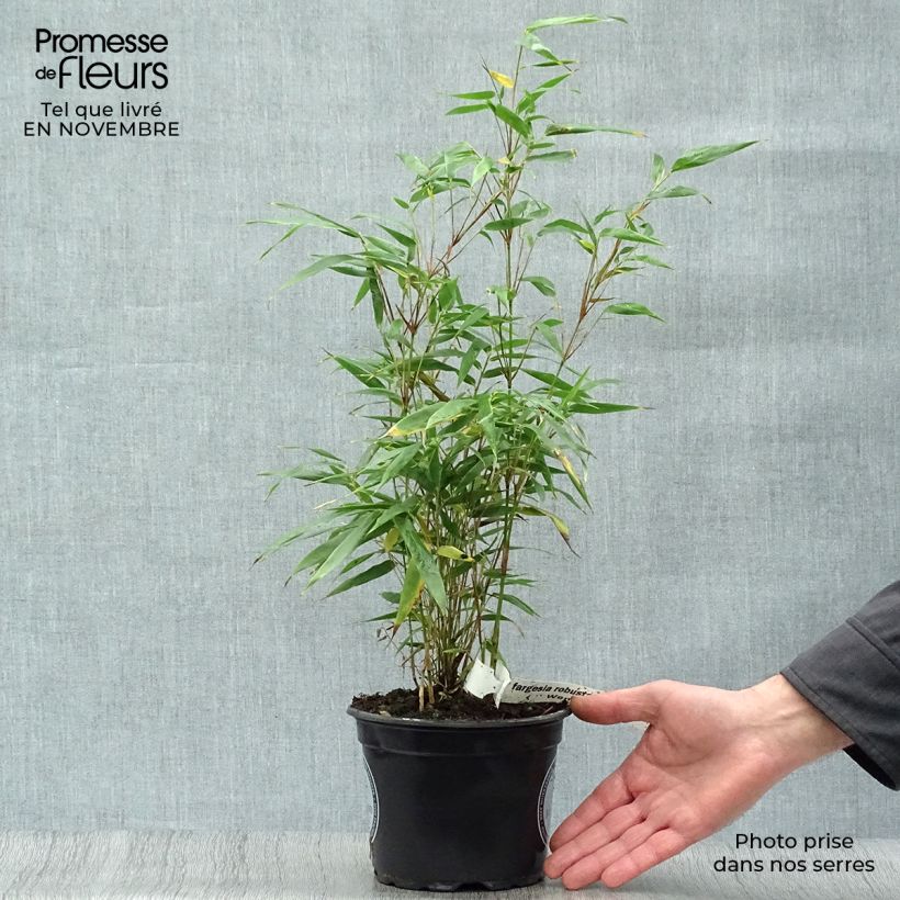 Ejemplar de Fargesia robusta Wenchuan - Bambú no invasivo Maceta 2L/3L entregado en otoño