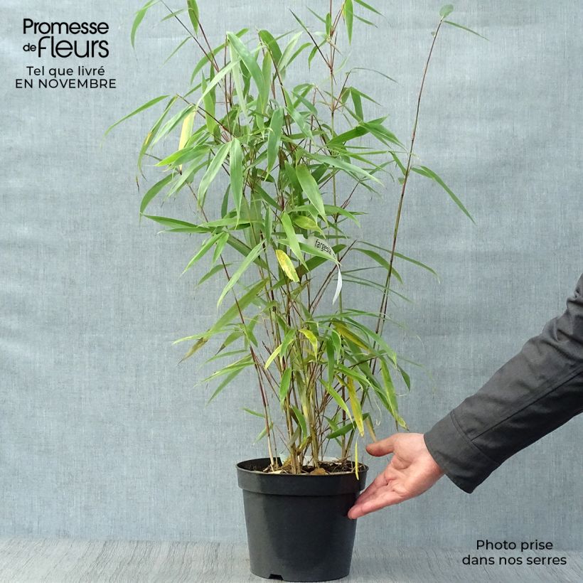 Ejemplar de Fargesia robusta Wolong - Bambú no invasivo Maceta 4L/5L entregado en otoño