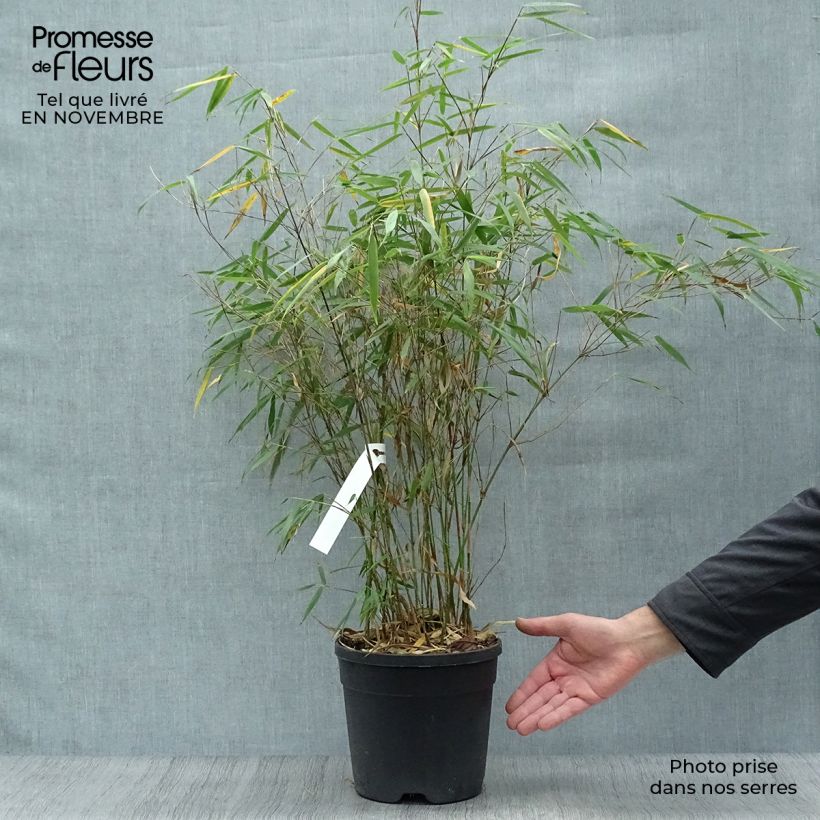 Ejemplar de Fargesia scabrida Asian wonder - Bambú no invasivo Maceta 4L/5L entregado en otoño