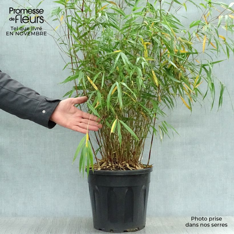 Ejemplar de Fargesia scabrida Asian wonder - Bambú no invasivo Maceta 6L/7L entregado en otoño