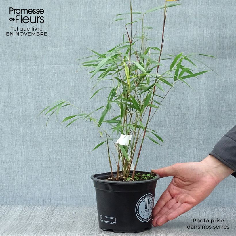 Ejemplar de Fargesia scabrida Asian wonder - Bambú no invasivo Maceta 2L/3L entregado en otoño