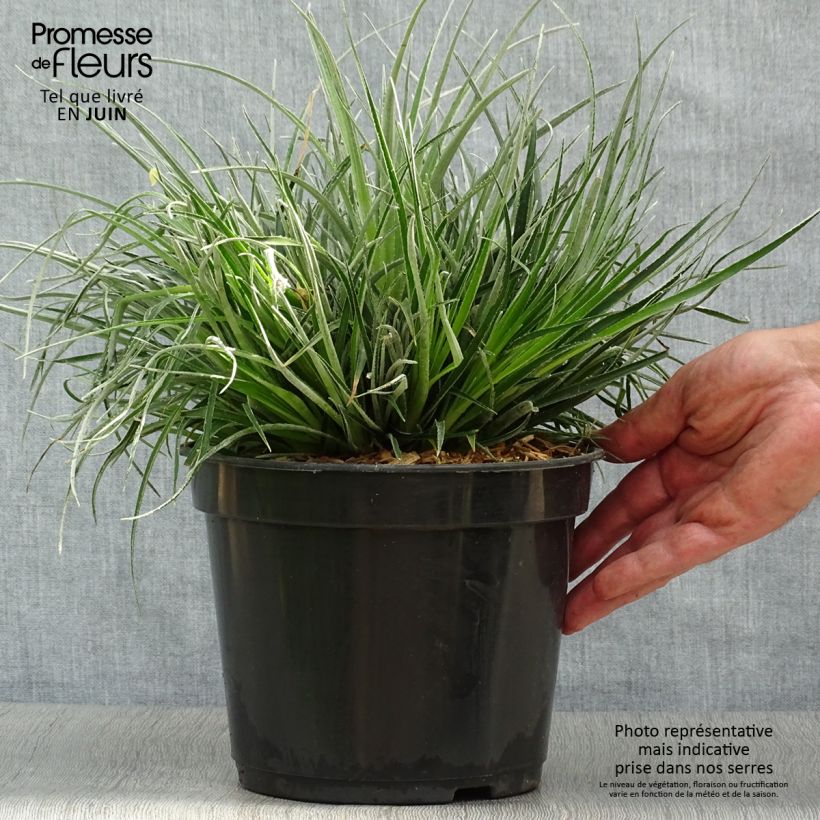 Ejemplar de Fascicularia bicolor - Chupalla Maceta 3L/4L entregado en verano
