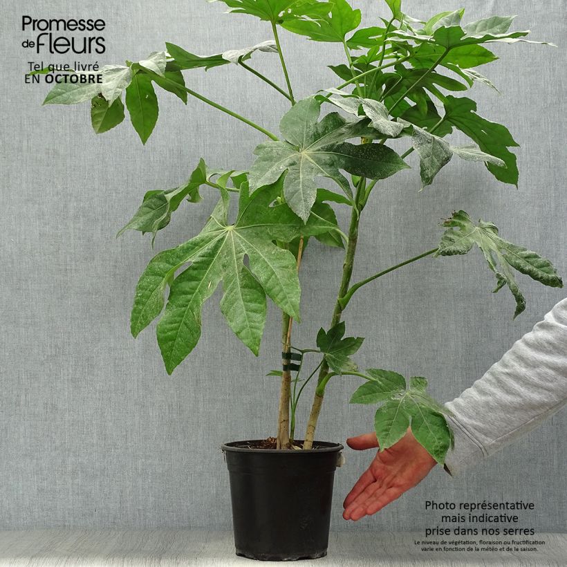 Ejemplar de Fatsia japonica Maceta 4L/5L entregado en otoño