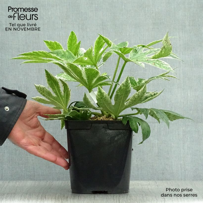 Ejemplar de Fatsia japonica Spider's Web Maceta 2L/3L entregado en otoño